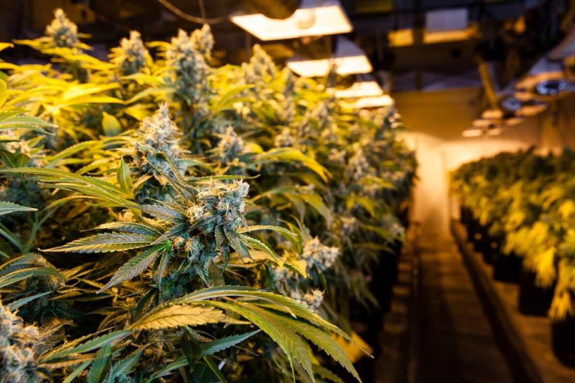 growing weed indoors
