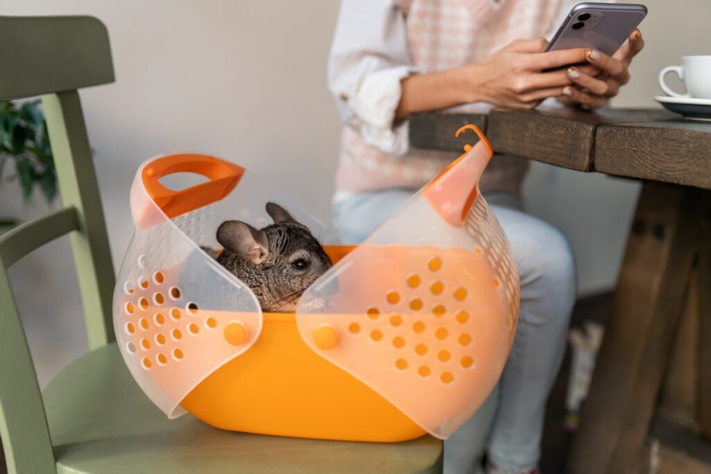 cat in the blender video