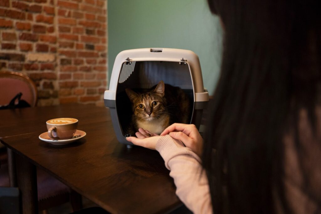 cat in the blender video
