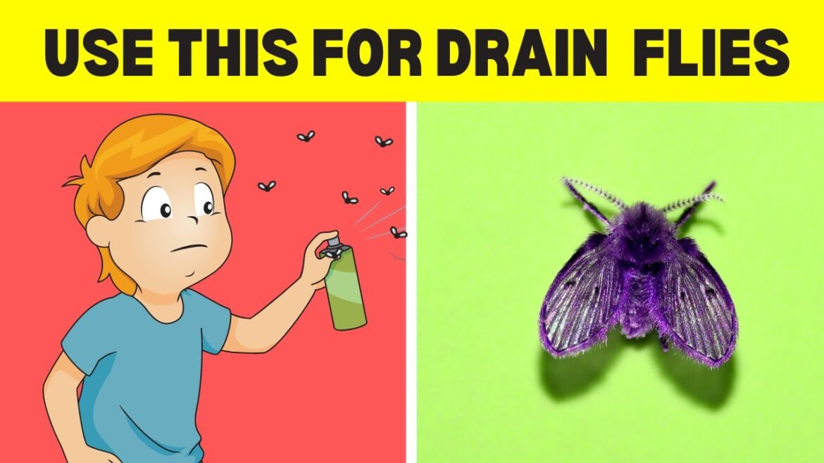 how to get rid of drain flies